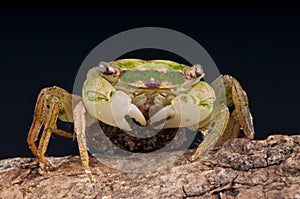 Crab with eggs photo