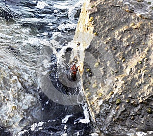 Crab emerging from the sea water