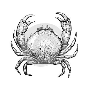 Crab Engraving Illustration