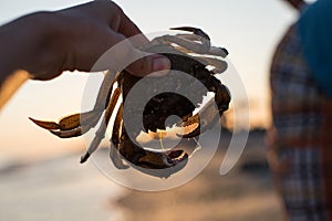 Crab in female hand