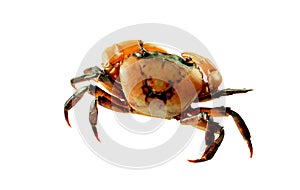 Crab Field crab Isolated on white background