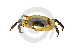 Crab Field crab Isolated on white background