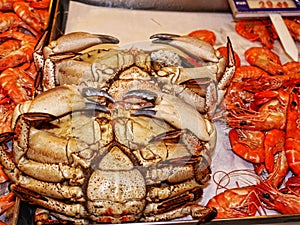 Crab in Fish Market in Marbella in Spain