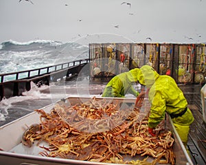 Crab fishermen in Bering Sea, Alaska, sorting opilio crab