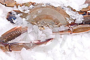 Crab freeze in ice photo