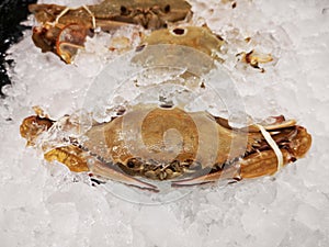 Crab fresh ice cooled in supermarket