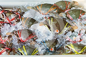 Crab in fresh market at ferry of Angsila, Choburi, Thailand.Sea