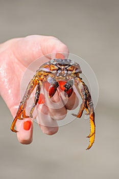 Crab is in girl's hand on the beach