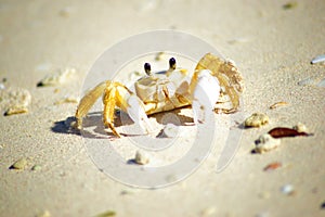 Crab in sandy Guardalavaca Beach Cuba