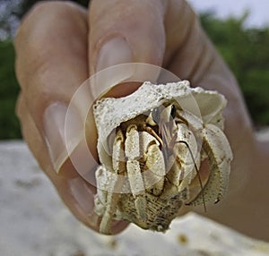 Crab in the hand