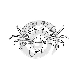 Crab. Hand drawn vector illustration. Engraving style. Isolated on white background.