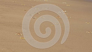 Crab herd in the sand on the beach. Running and playing