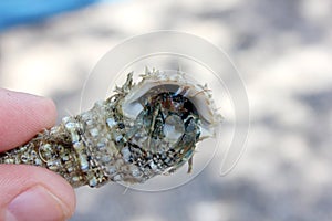 Crab hermit in shell - funny