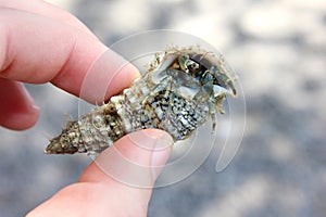 Crab hermit in shell - funny