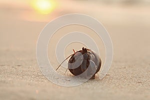 crab hermit shell on sandy beach