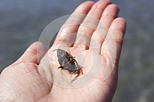 Crab hermit in a womanâ€™s hand, Black Sea, Kinburn Spit