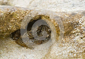 Crab hiding in rocks