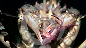 Crab hios grabbed booty with claws underwater on seabed of White Sea Russia.