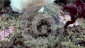 Crab hios masks camouflage underwater in search of food on seabed of White Sea.