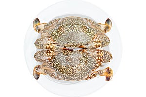 Crab (horse crab) in isolate on white.