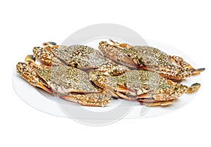 Crab (horse crab) in isolate on white.