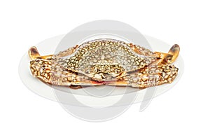 Crab (horse crab) in isolate on white.