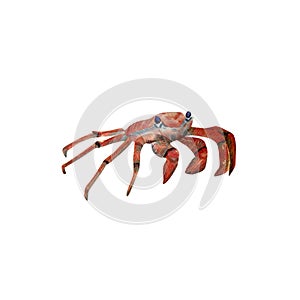 Crab illustration. Hand drawn watercolor illustration with red crab for posters design, souvenirs