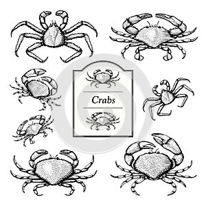 Crab Illustrations photo