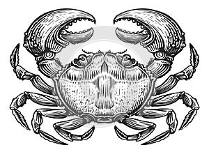 Crab isolated. Crustacean aquatic animal in vintage engraving style. Seafood sketch illustration