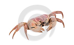 crab isolated on white background with clipping path , dry-specimen animal marine