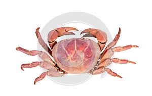 crab isolated on white background with clipping path , dry-specimen animal marine