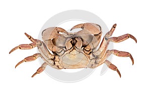 crab isolated on white background with clipping path , dry-specimen animal marine