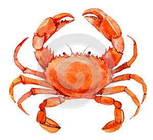 Crab isolated on white background, watercolor