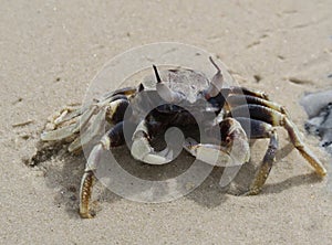 Crab, Koh Samui, Thailand