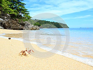 Crab Landcape on Tropical Beach, Sulawesi photo