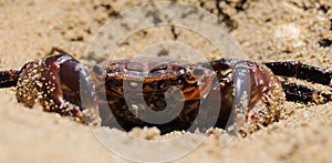 crab with large claws hidden by the sand ready for an ambush to