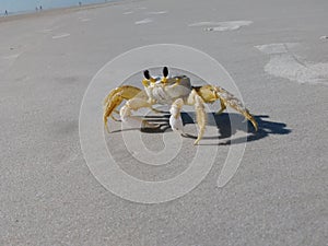 Crab