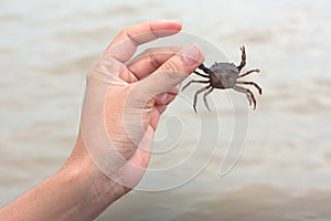 Crab in left hand