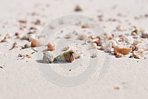 Crab in a light green shell. Shellfish on the beach hides in a s