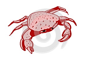 Crab. Line drawing