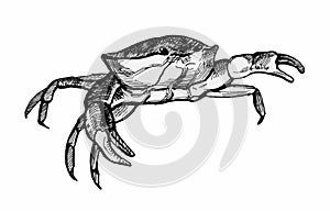 Crab. Line drawing with hatching
