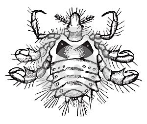 Crab louse, vintage illustration photo