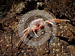 Crab Macro Closeup, Puerto Rico, Caribbean