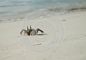 Crab