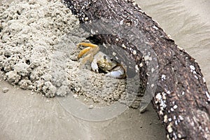 Crab - Maria farinha