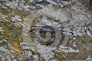 Crab that moved through the Cantabrian