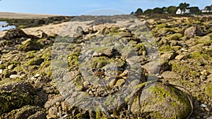 A crab moves across the rocks towards the sea