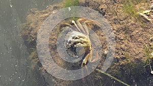 Crab in Muddy Turbid Water