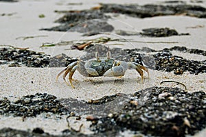 A crab navigating the rocky coastline in Jambiani, Zanzibar, Africa photo