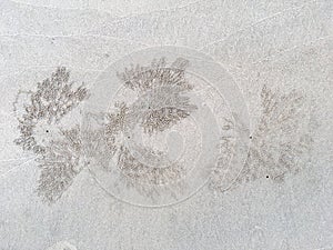 Crab nest, Circle and hole pattern in sand beach texture, Abstract background concept